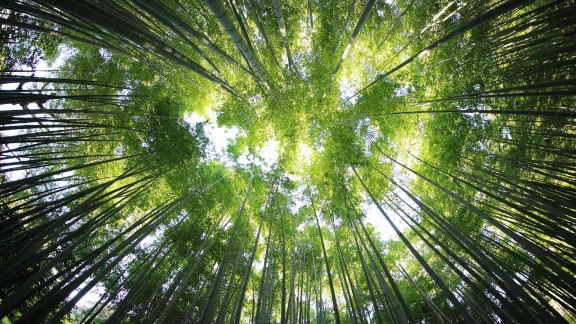 国内交通违章查询服务_机动车违章查询在线查询_交通违法查询办理